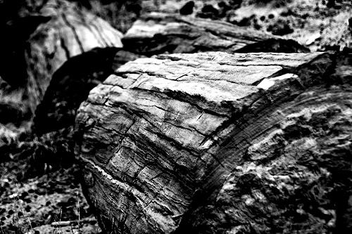 Verkieseltes Holz