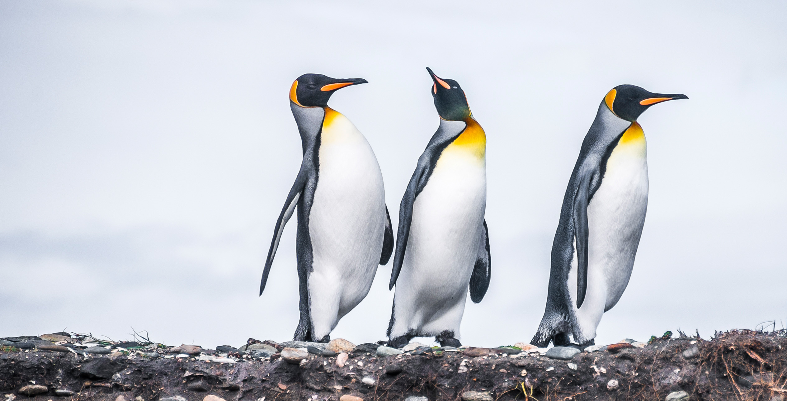 Argentinien Pinguine