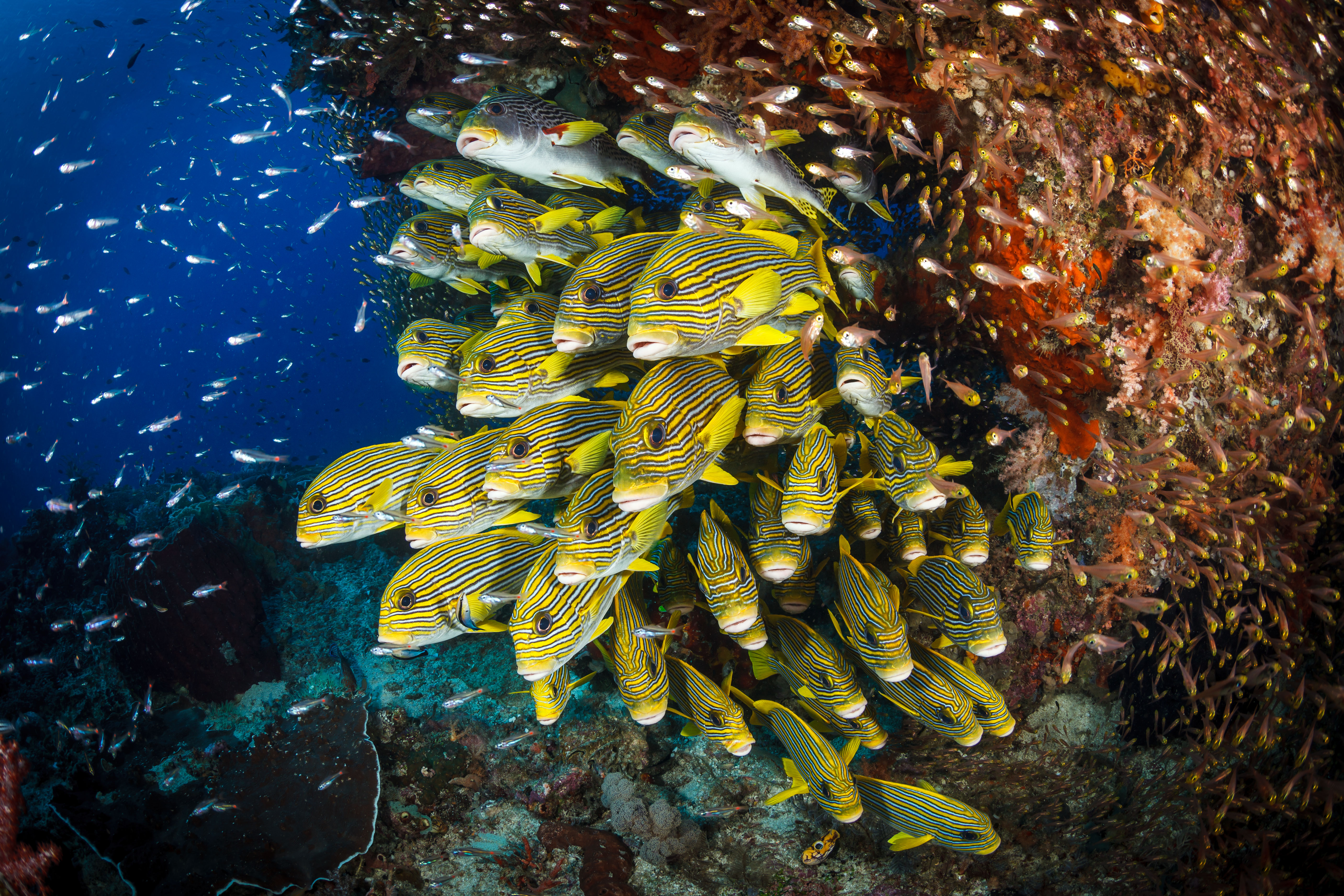 Fischschwarm