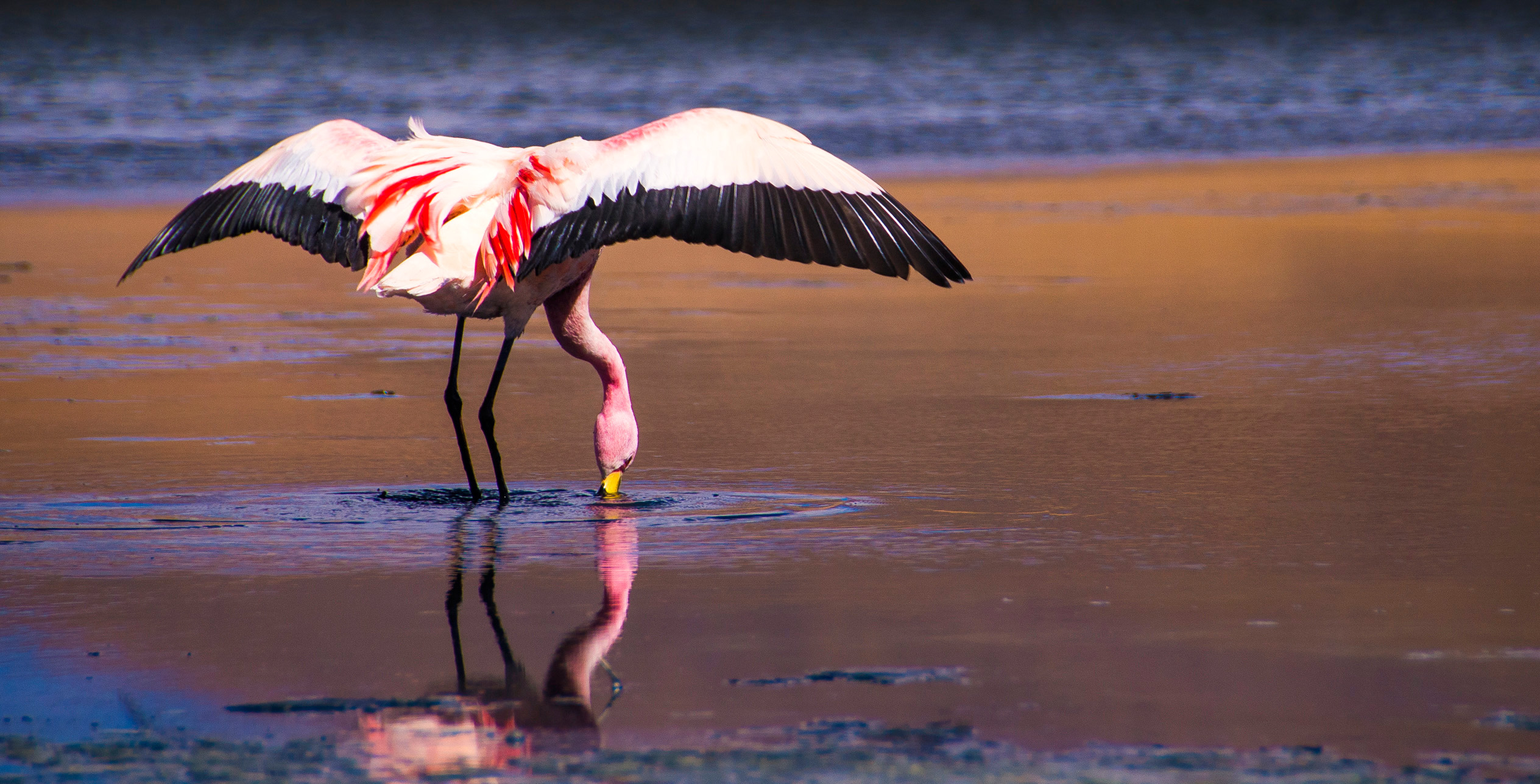 Bolivien Flamingo