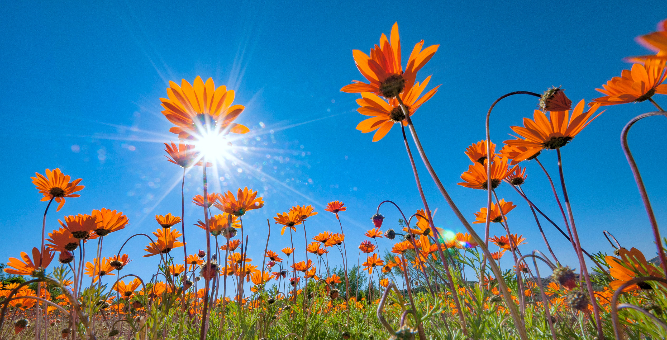 Südafrika Blumen